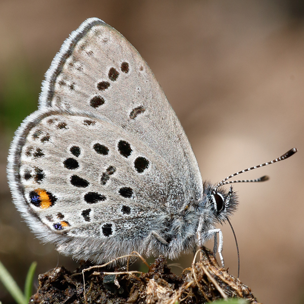 Plebejus optilete