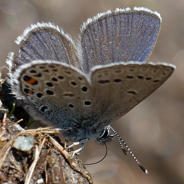 Plebejus optilete