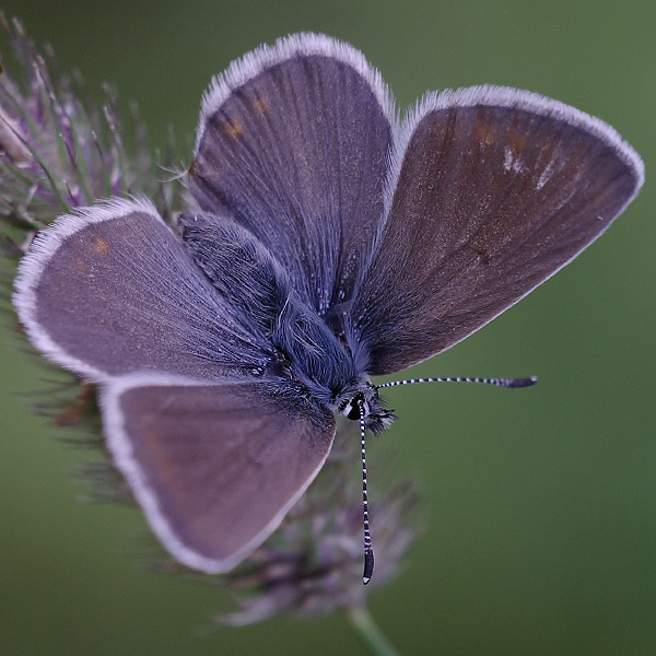 Aricia nicias