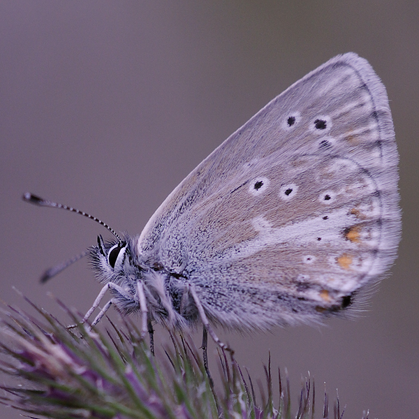 Aricia nicias