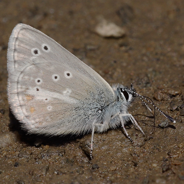 Aricia nicias