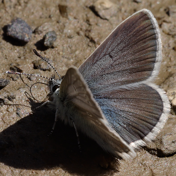 Aricia nicias