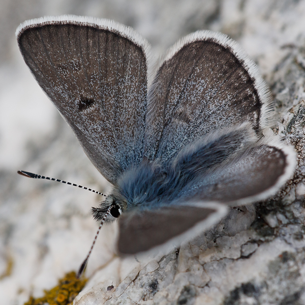 Plebejus glandon