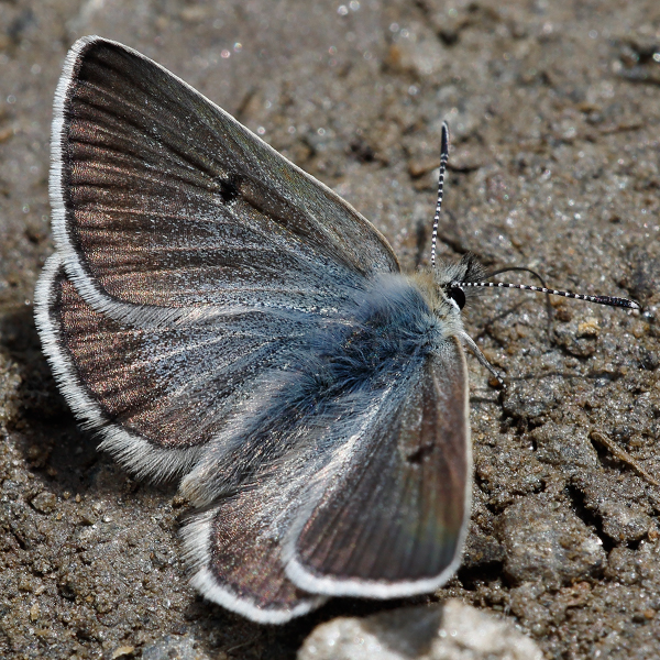 Plebejus glandon