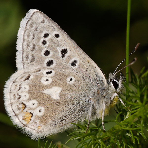 Plebejus glandon