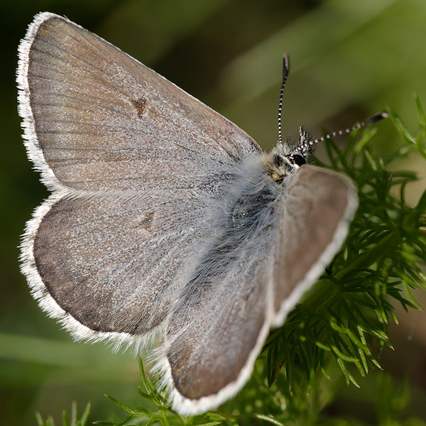 Aricia nicias