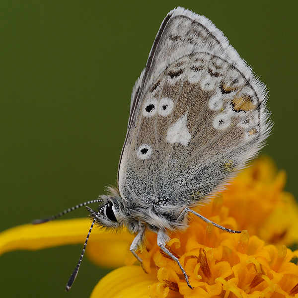 Plebejus glandon