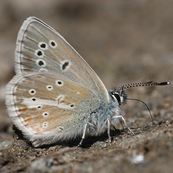 Aricia nicias