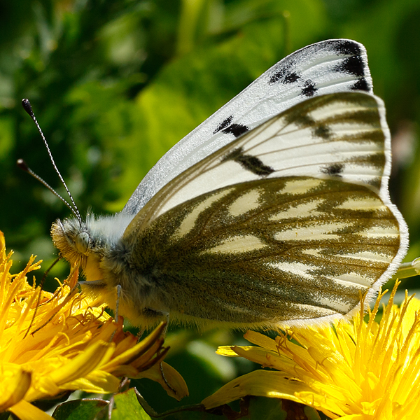 Pontia callidice