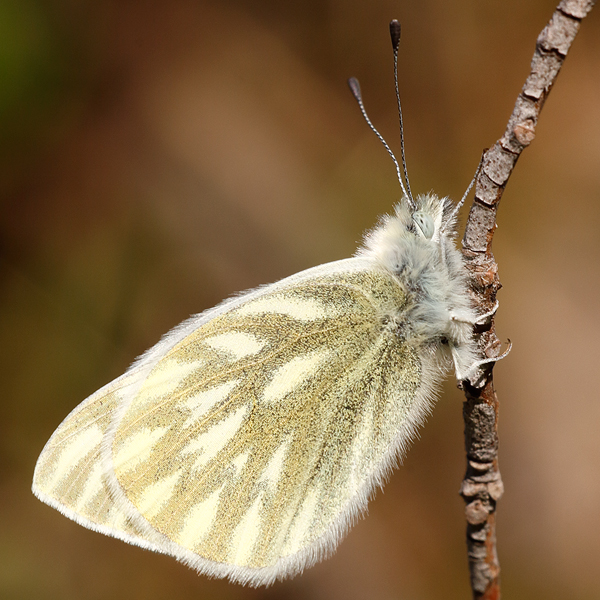 Pontia callidice