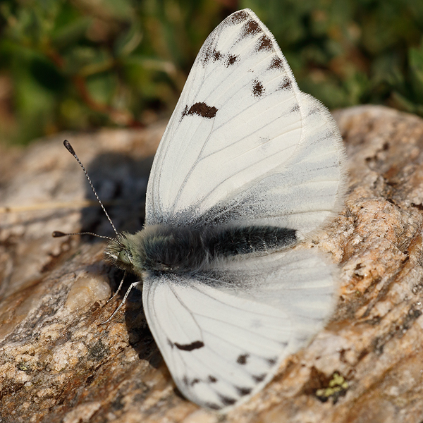 Pontia callidice