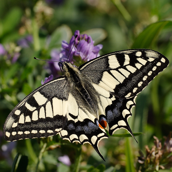 Papilio machaon