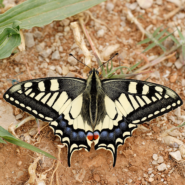 Papilio machaon