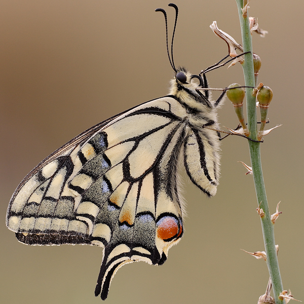 Papilio machaon