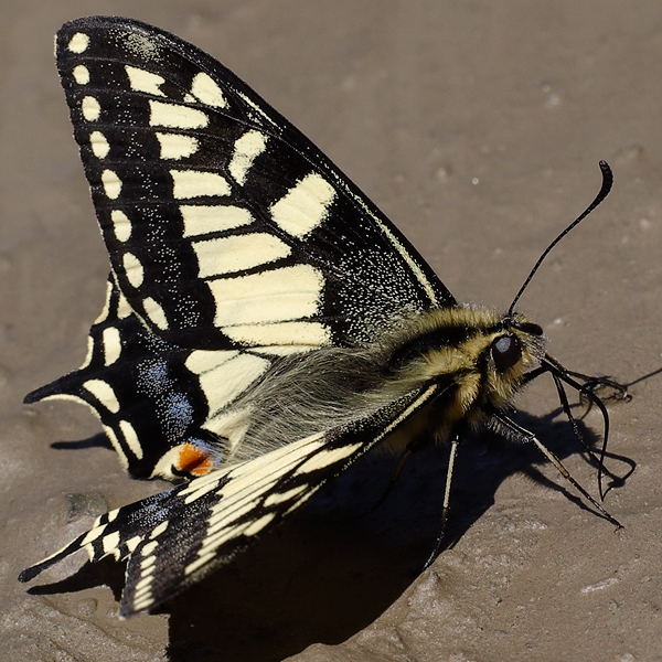 Papilio machaon