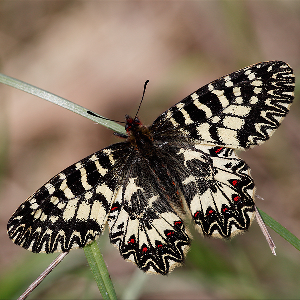 Zerynthia cassandra