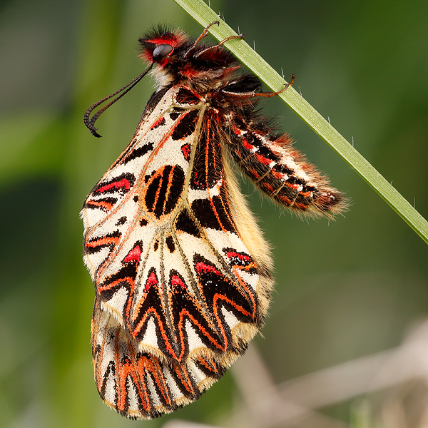 Zerynthia cassandra