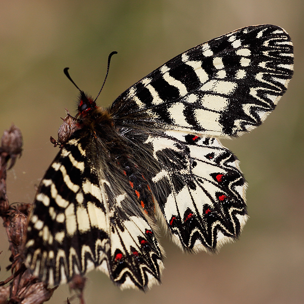 Zerynthia cassandra