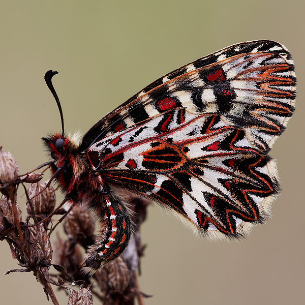 Zerynthia cassandra