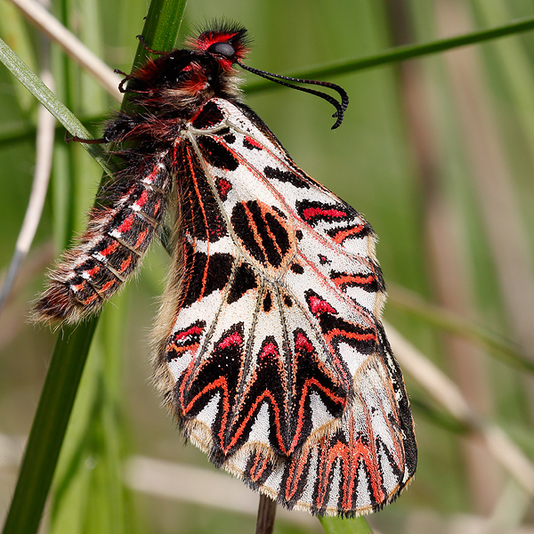 Zerynthia cassandra