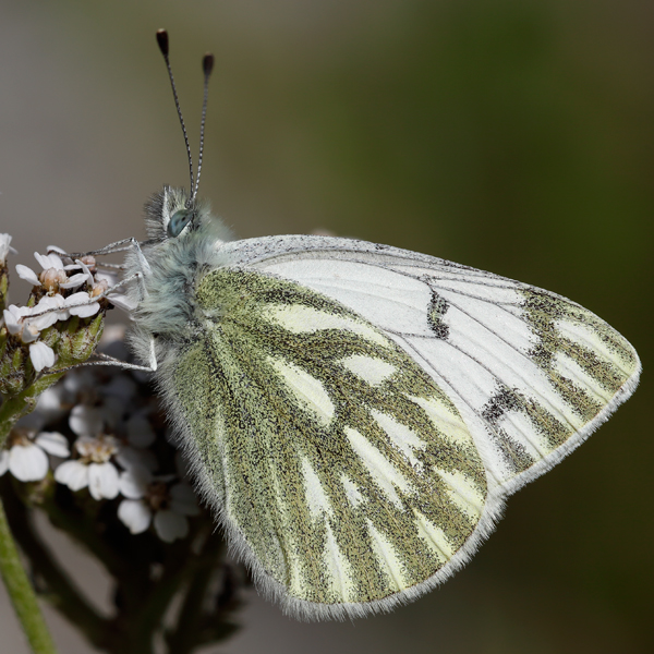 Pontia callidice