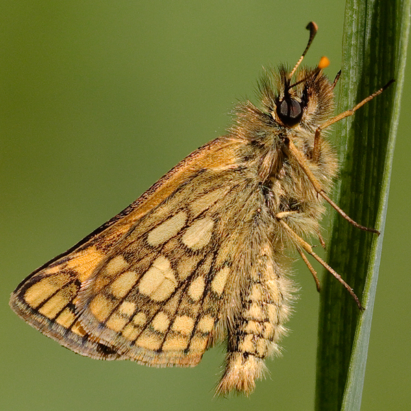 Carterocephalus palaemon