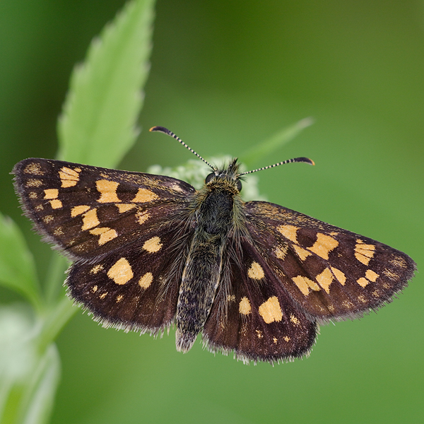 Carterocephalus palaemon