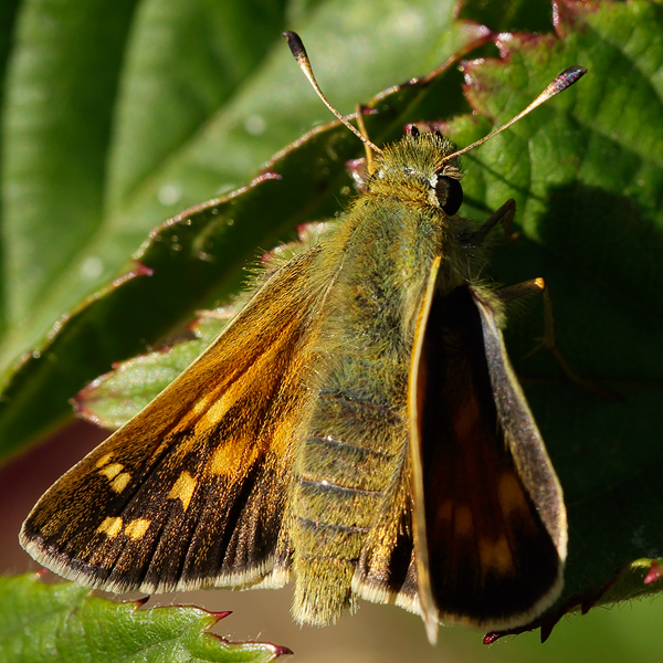 Hesperia comma