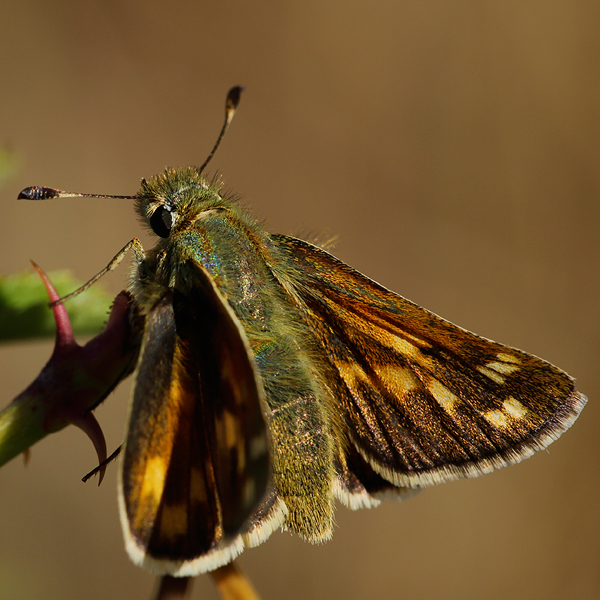 Hesperia comma