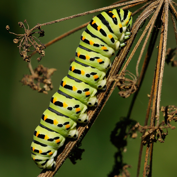 Papilio machaon