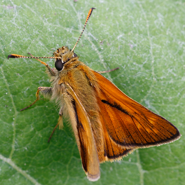 Ochlodes sylvanus