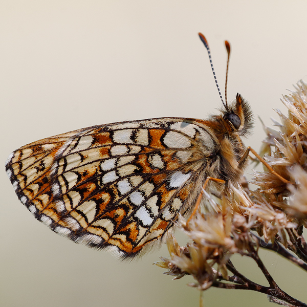 Melitaea diamina