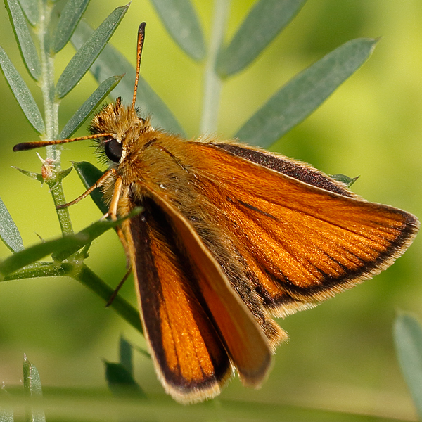 Thymelicus lineola