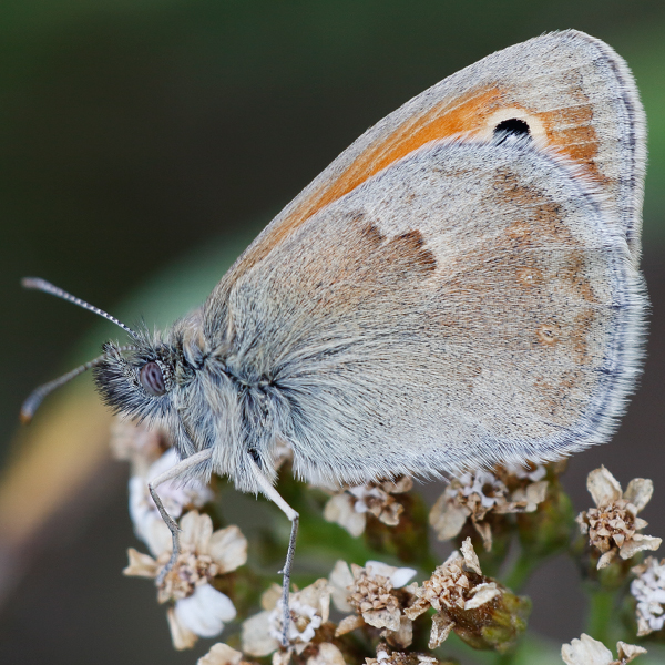 Coenonympha pamphilus