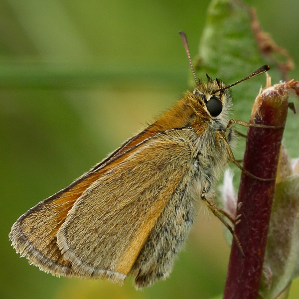 Thymelicus sylvestris