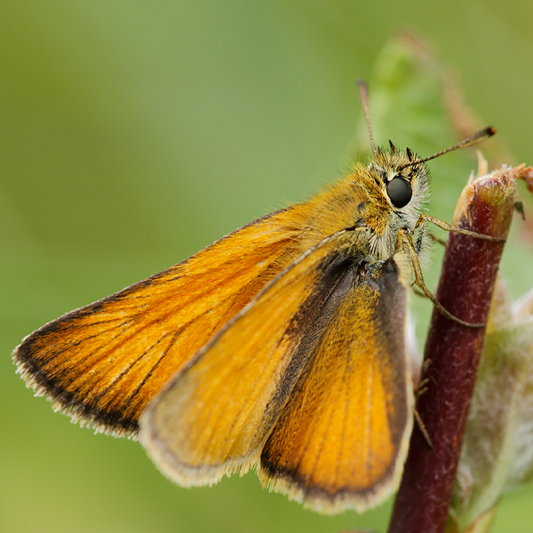 Thymelicus sylvestris