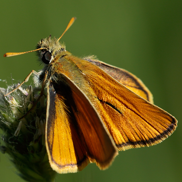 Thymelicus sylvestris