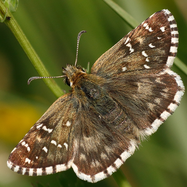 Pyrgus onopordi