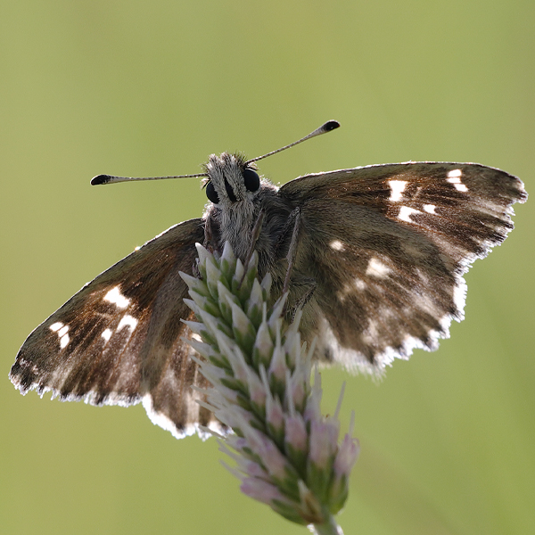 Carcharodus floccifera