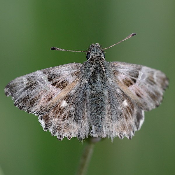 Carcharodus floccifera