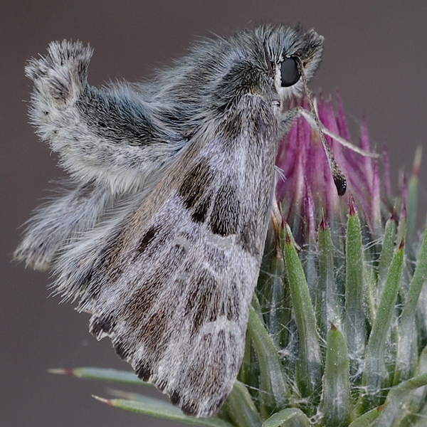 Carcharodus floccifera