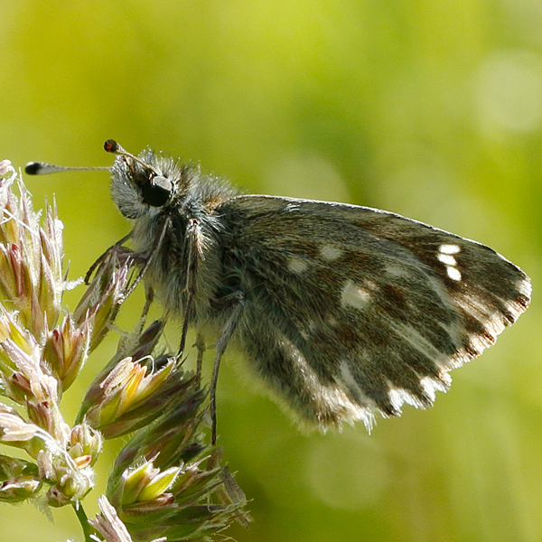 Carcharodus floccifera