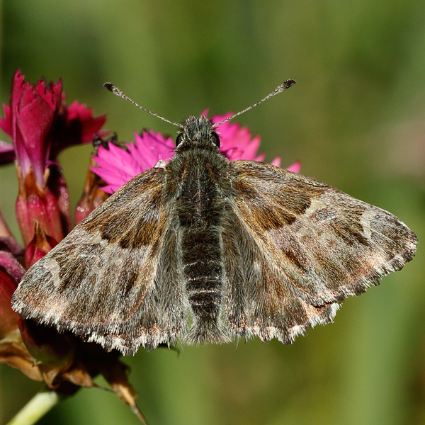 Carcharodus floccifera