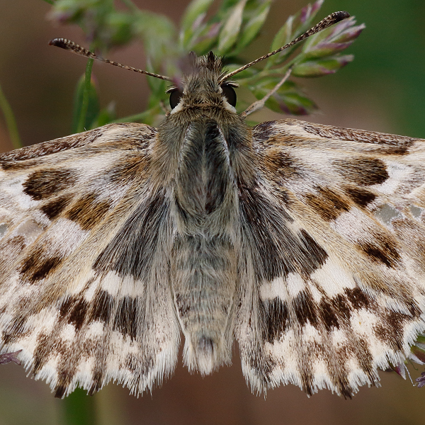 Carcharodus lavatherae