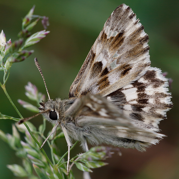 Carcharodus lavatherae