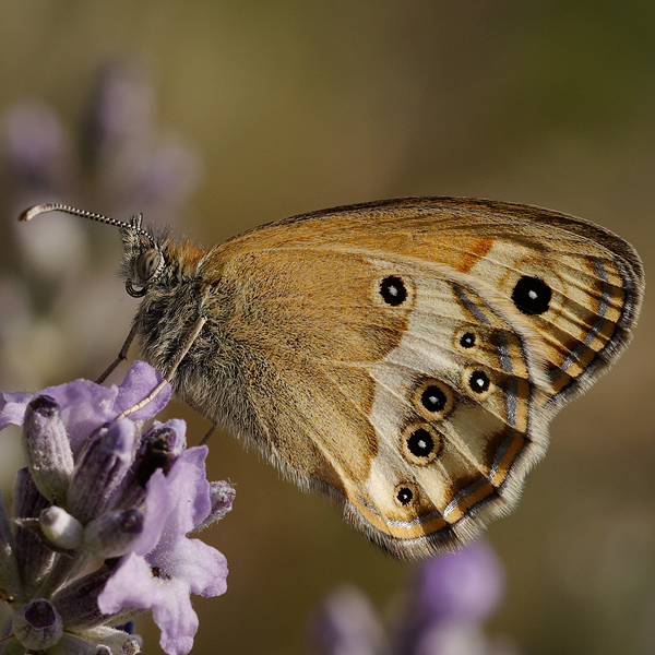 Coenonympha dorus