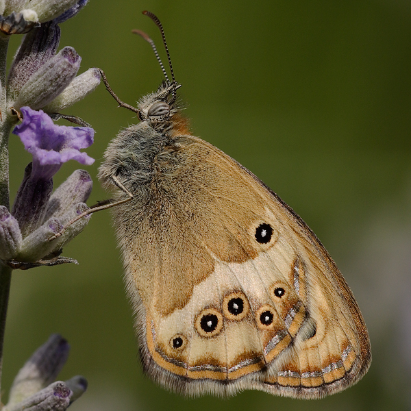 Coenonympha dorus