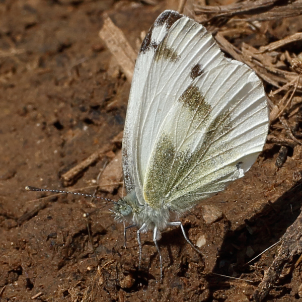 Pieris krueperi