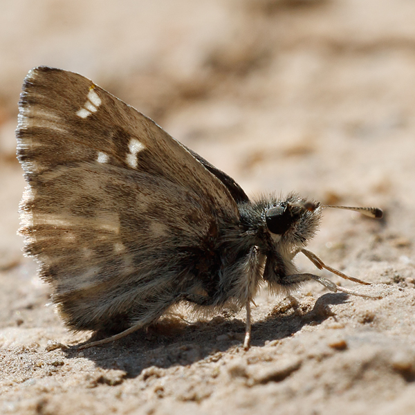 Carcharodus orientalis