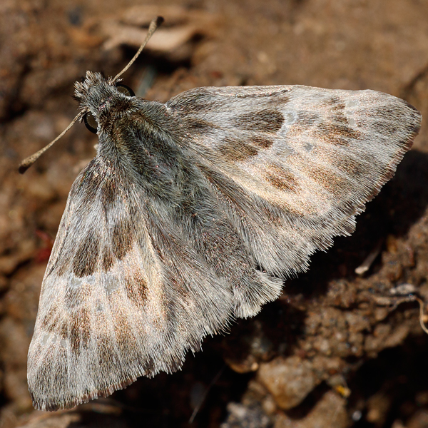 Carcharodus orientalis